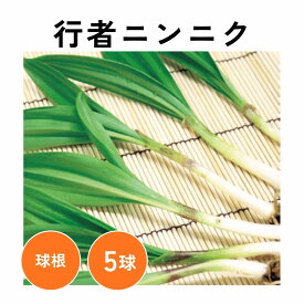 【11月発送予定】【11月発送予定】行者ニンニク 球根 5球1組 山菜球根 行者にんにく ギョウジャニンニク 山菜 野菜球根 耐寒性 秋植え 地植え 庭植え 家庭菜園 畑作 栽培 【大和農園公式店】