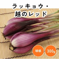 ラッキョウ 越のレッド 球根 栽培 【大和農園公式店】
