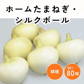 ホームたまねぎ シルクボール 玉ねぎ 球根 栽培 【大和農園公式店】