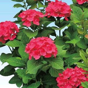 �A�W�T�C�E�p���W�F���k�@�y��a�_�������X�z