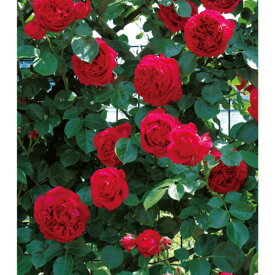 【11月発送予定】ルージュピエールドゥロンサール バラ 1年生 CL 苗木 1本 苗 接木 接ぎ木 薔薇 ばら バラ苗 花木苗 花苗 大輪花 切花 切り花 鉢植え プランター栽培 地植え 庭植え ガーデニング 観賞用 秋植え 栽培 【大和農園公式店】