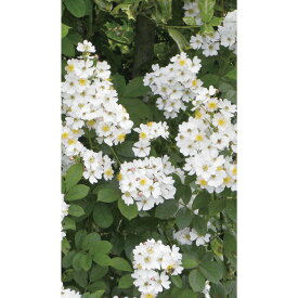 【11月発送予定】タマローズ ノイバラ バラ 4年生 苗木 1本 苗 接木 接ぎ木 薔薇 ばら バラ苗 花木苗 花苗 切花 切り花 鉢植え プランター栽培 地植え 庭植え ガーデニング 観賞用 秋植え 栽培 【大和農園公式店】