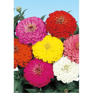 �S�����E���C���������@�y��a�_�������X�z