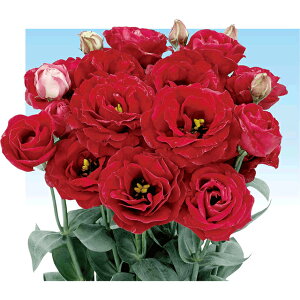 �g���R�L�L���E�E���W�[�i���b�h �� �^�l �y��a�_�������X�z