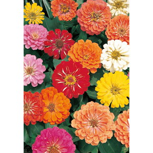 ���֕S�����E���� �� �^�l �y��a�_�������X�z