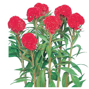 �P�C�g�E�E�~���V�Z���N�g �� �^�l �y��a�_�������X�z