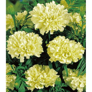 �}���[�S�[���h�E�L���}���W���� �� �^�l �y��a�_�������X�z