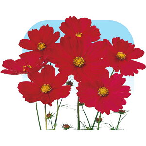 �R�X���X�E���b�h�x���T�C�� �� �^�l �y��a�_�������X�z