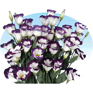 �g���R�L�L���E�E�{���}���� �� �^�l �y��a�_�������X�z