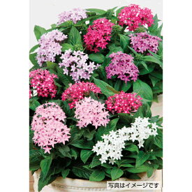 ペンタス グラフィティ混合 種 草花種 タネ 草花タネ 種子 草花種子 栽培 【大和農園公式店】