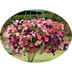 �y�`���j�A�E�C�[�W�[�E�F�[�u �t�H�[�~�����~�b�N�X�@�y��a�_�������X�z