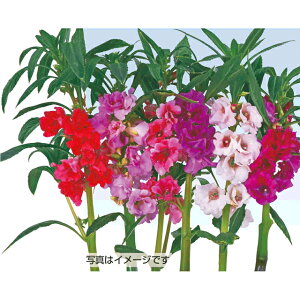 �֍�z�E�Z���J �� �^�l �y��a�_�������X�z