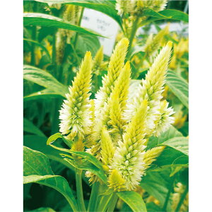 �P�C�g�E�E�Z���E�F�C�z���C�g �� �^�l �y��a�_�������X�z