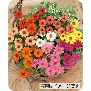 �S�����E�v���t���[�W�����~�b�N�X �� �^�l �y��a�_�������X�z