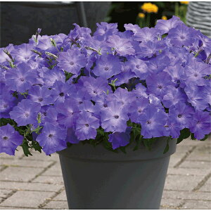 y`jAEC[W[EF[u x_[XJCu[@a_