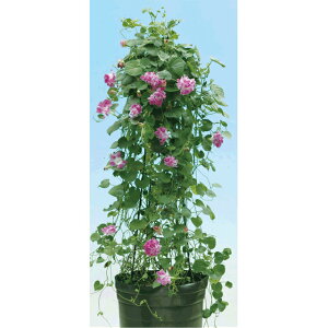 ���d�炫����E�X�v���b�g�y�^�� �� �^�l �y��a�_�������X�z