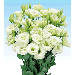 �g���R�L�L���E�E�{�����O���[�� �� �^�l �y��a�_�������X�z