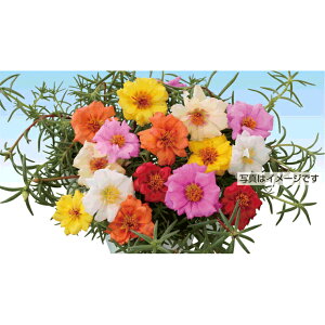 ���t���O�E�\�[���[�L�b�Y���I���� �� �^�l �y��a�_�������X�z