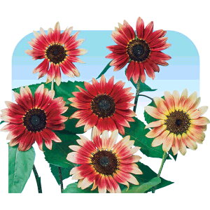 �q�}�����E���r�[�C�N���b�v�X �� �^�l �y��a�_�������X�z