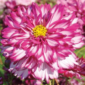 �R�X���X�E�_�u���N���b�N�o�C�I���b�g�o�C�J���[ �� �^�l �y��a�_�������X�z