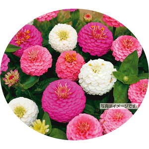 �S�����E�G�h���[�f�B�A���@�y��a�_�������X�z