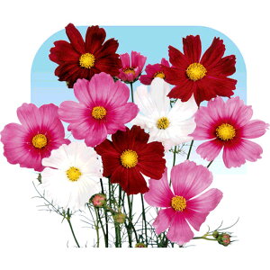 �R�X���X�E�Z���Z�[�V�������� �� �^�l �y��a�_�������X�z