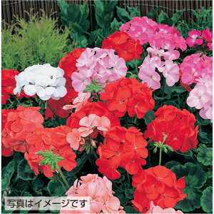 �[���j�E���E�z���C�Y�������@�y��a�_�������X�z