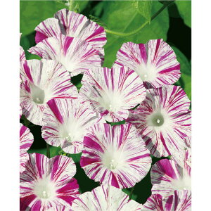 �h�C�c����E�s���N�@�y��a�_�������X�z