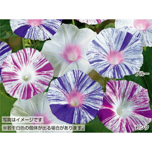 �h�C�c����Z�b�g�@�y��a�_�������X�z