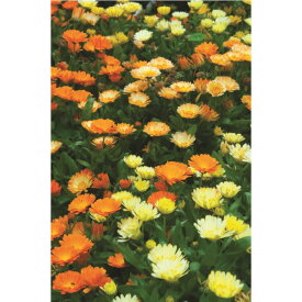 【今だけ10%OFF！】キンセンカ シトラスカクテル 種 草花種 タネ 草花タネ 種子 草花種子 栽培 【大和農園公式店】