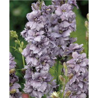 ラークスパー ミスティーラベンダー 種 草花種 タネ 草花タネ 種子 草花種子 栽培【大和農園公式店】