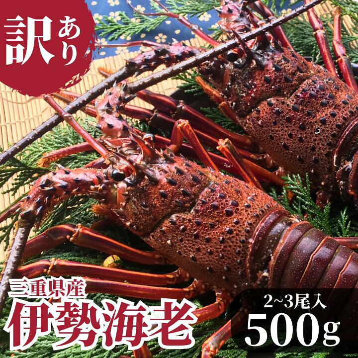 楽天市場】訳あり 伊勢海老 ( 活〆 冷凍 ) 500g 2~3尾入 三重県産 冷凍  