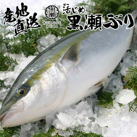 【衝撃の22%OFF！8,800円→6,800円】 活〆黒瀬ぶり 半尾 刺身 ブリ 海鮮 魚 丼 鮮魚 海鮮丼 ぶり 鰤 養殖 刺身用 ギフト 刺し身 直送 お取り寄せ 真空パック 切り身 生食 養殖ブリ 生食用 黒瀬ブリ 活締め 活け鮮魚 ぶり丼 活〆 ブリしゃぶ 産地直送 三枚おろし