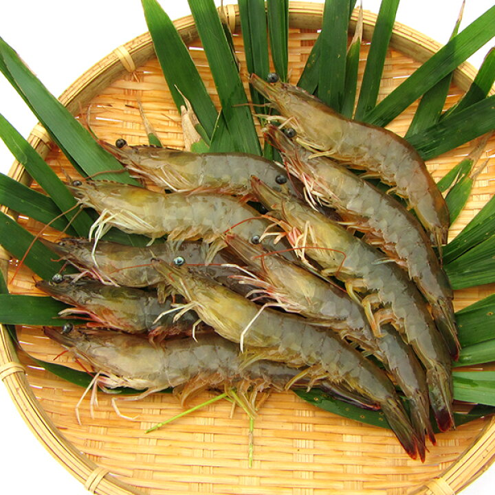 楽天市場 白姫えび 500g 送料無料 えび エビ 海老 バナメイ 国産 国内養殖 甘い 刺身 カルパッチョ エビチリ えびチリ 退職祝い お取り寄せ グルメ 日本水産 プレゼント 内祝い 送料無料 お祝い ニッスイ公式ショップ 楽天市場店