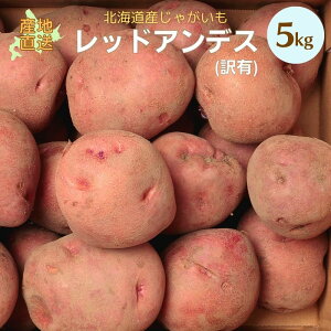 【 新じゃがいも 】 訳あり レッドアンデス 5kg 希少な 北海道 ジャガイモ 珍しい 赤い アンデスレッド お取り寄せ じゃがいも 自宅用 お試し 業務用