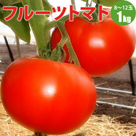 【予約】フルーツトマト 激ウマ！人気 フルーツトマト 北海道 とまと 赤 レッドトマト