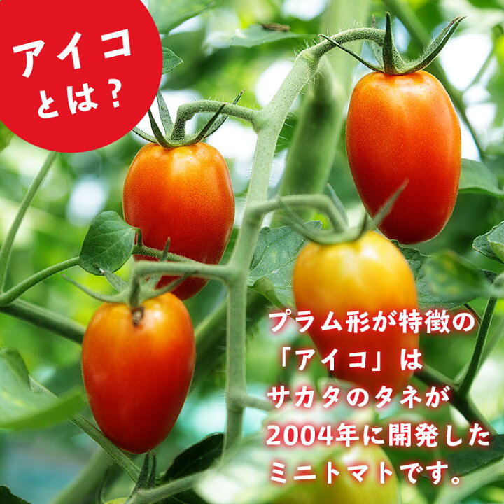 楽天市場】【 予約 】 北海道産 ミニトマト 「 アイコ 」 1kg アイコ 