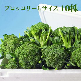 【予約】 ブロッコリー Lサイズ 10株 北海道 減農薬栽培 の 極上ブロッコリー 北海道産
