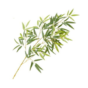 yVSS+4{ ^JV[@O[fR [t@uE\E|[t ͐Fv@L80cm@lHA