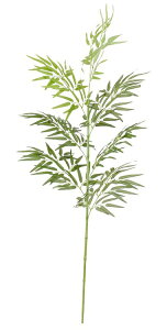 ^JV[@O[fR @u͌i炴j 1.5mv@{̂̂݁@lHA