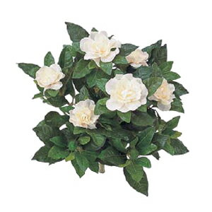 楽天市場 タカショー 和風下草 クチナシ W25cm くらしのもり