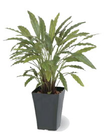 タカショー　グリーンデコ鉢付　観葉植物「カラテアGグリーン」0.9m