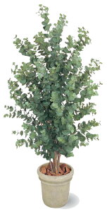 ユーカリ 観葉植物の人気商品 通販 価格比較 価格 Com ユーカリ 観葉植物の人気商品 通販 価格比較 価格 Com