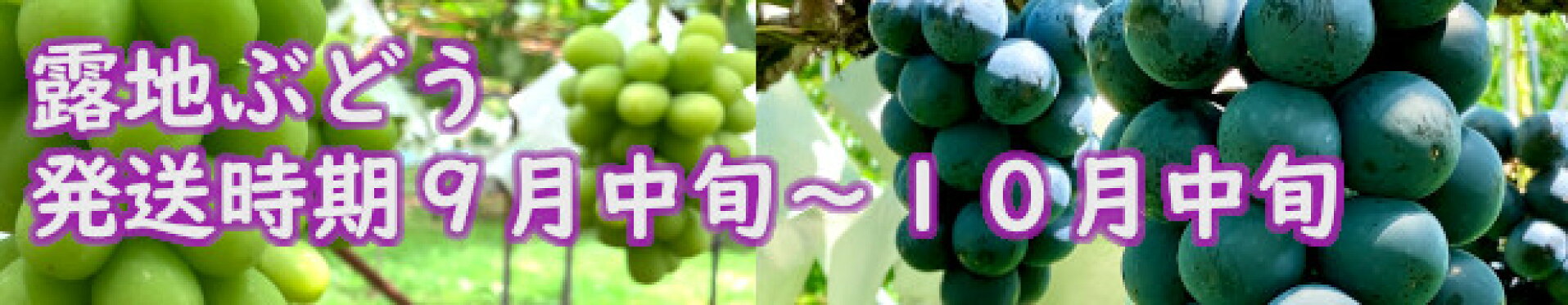 ナガノパープル発送時期９月中旬〜９月下旬