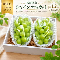楽天市場】シャインマスカット 長野 5kgの通販