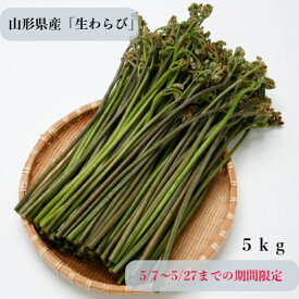 山形県産 生わらび5kg【送料無料】 【採れたて発送】