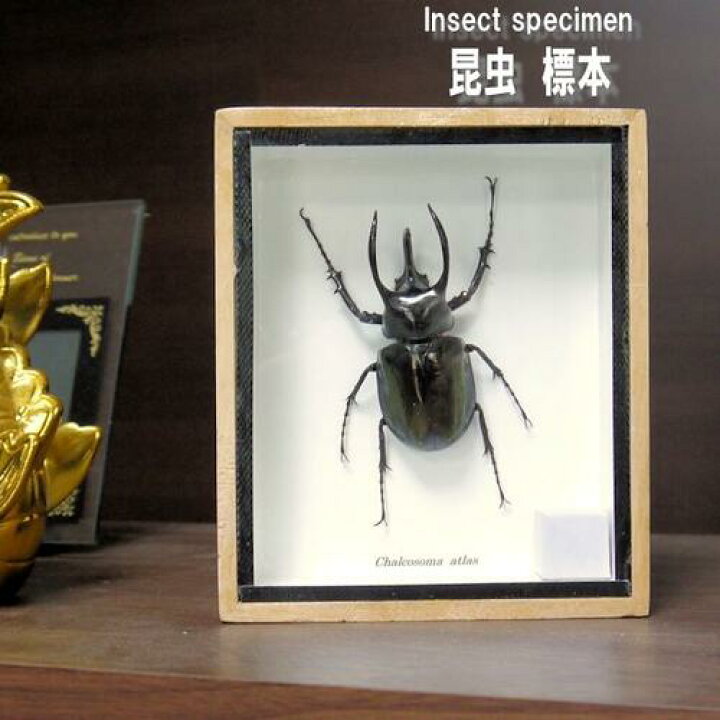 楽天市場】【送料無料】昆虫の標本 アトラスオオカブト Chalcosoma 