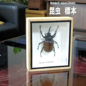 楽天市場 カブトムシ 標本の通販
