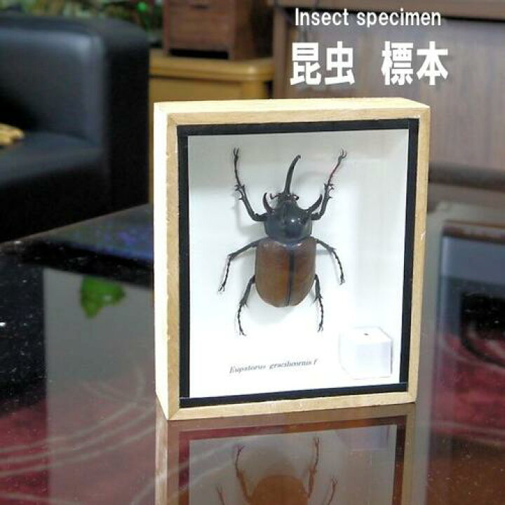 楽天市場】昆虫の標本 ゴホンヅノカブトムシ Eupatorus gracilicornis 
