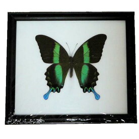 【あす楽】昆虫の標本　オオルリオビアゲハ　Papilio blumei 【Majestic　Green　Swallowtail】